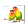 Ochranná deska papoušek agapornis para (Lepení na zeď S lepením na zeď, Rozměr 70x70 cm)