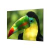 Ochranné sklo za varnou desku papoušek tukan (Lepení na zeď S lepením na zeď, Rozměr 70x70 cm)