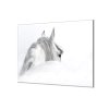 Ochranná deska silueta andaluského koně (Lepení na zeď S lepením na zeď, Rozměr 70x70 cm)
