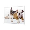 Ochranná deska pes buldog a anglický buldoček (Lepení na zeď S lepením na zeď, Rozměr 70x70 cm)
