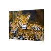 Ochranná deska šelma  jaguár s mláďaty (Lepení na zeď S lepením na zeď, Rozměr 70x70 cm)
