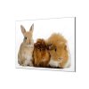 Ochranná deska králík a morčata (Lepení na zeď S lepením na zeď, Rozměr 70x70 cm)