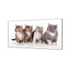 Ochranná deska čtyři koťata na bílém pozadí (Lepení na zeď S lepením na zeď, Rozměr 70x70 cm)