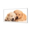 Ochranná deska dvě spící štěňata (Lepení na zeď S lepením na zeď, Rozměr 70x70 cm)