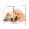 Ochranná deska dvě spící štěňata (Lepení na zeď S lepením na zeď, Rozměr 70x70 cm)