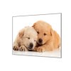 Ochranná deska dvě spící štěňata (Lepení na zeď S lepením na zeď, Rozměr 70x70 cm)