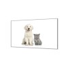 Ochranná deska bílé štěně a šedé kotě (Lepení na zeď S lepením na zeď, Rozměr 70x70 cm)