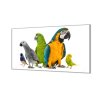 Ochranná deska s motivem směs papoušků (Lepení na zeď S lepením na zeď, Rozměr 70x70 cm)
