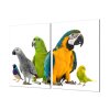 Ochranná deska s motivem směs papoušků (Lepení na zeď S lepením na zeď, Rozměr 70x70 cm)