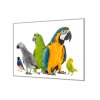 Ochranná deska s motivem směs papoušků (Lepení na zeď S lepením na zeď, Rozměr 70x70 cm)