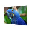Ochranná deska papoušek ara hyacintová (Lepení na zeď S lepením na zeď, Rozměr 70x70 cm)