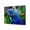 Ochranná deska papoušek ara hyacintová (Lepení na zeď S lepením na zeď, Rozměr 70x70 cm)