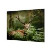 Ochranná deska velký jelen v kapradí (Lepení na zeď S lepením na zeď, Rozměr 70x70 cm)