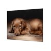 Ochranná deska ležící pes hnědý jezevčík (Lepení na zeď S lepením na zeď, Rozměr 70x70 cm)