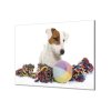 Ochranná deska jack russel a hračky na bílém (Lepení na zeď S lepením na zeď, Rozměr 70x70 cm)