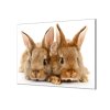 Ochranná deska dva roztomilí králici (Lepení na zeď S lepením na zeď, Rozměr 70x70 cm)
