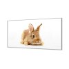 Ochranná deska hnědý králíček na bílém (Lepení na zeď S lepením na zeď, Rozměr 70x70 cm)