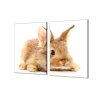 Ochranná deska hnědý králíček na bílém (Lepení na zeď S lepením na zeď, Rozměr 70x70 cm)