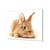 Ochranná deska hnědý králíček na bílém (Lepení na zeď S lepením na zeď, Rozměr 70x70 cm)