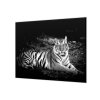 Ochranná deska bílý tygr, černý podklad (Lepení na zeď S lepením na zeď, Rozměr 70x70 cm)