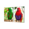 Ochranná deska papoušek samec a samice eclektus (Lepení na zeď S lepením na zeď, Rozměr 70x70 cm)