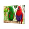 Ochranná deska papoušek samec a samice eclektus (Lepení na zeď S lepením na zeď, Rozměr 70x70 cm)