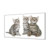 Ochranná deska tři malé kočky bengalské (Lepení na zeď S lepením na zeď, Rozměr 70x70 cm)