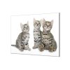 Ochranná deska tři malé kočky bengalské (Lepení na zeď S lepením na zeď, Rozměr 70x70 cm)