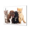 Ochranná deska malá koťata a štěňata (Lepení na zeď S lepením na zeď, Rozměr 70x70 cm)