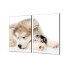 Ochranné sklo z tvrzeného skla kočka, pes (Lepení na zeď S lepením na zeď, Rozměr 70x70 cm)
