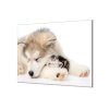 Ochranné sklo z tvrzeného skla kočka, pes (Lepení na zeď S lepením na zeď, Rozměr 70x70 cm)