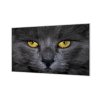 Ochranná deska detail obličeje černá kočka (Lepení na zeď S lepením na zeď, Rozměr 70x70 cm)