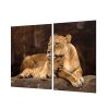 Ochranná deska lvice a mládě (Lepení na zeď S lepením na zeď, Rozměr 70x70 cm)