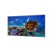 Ochranná deska sklo motiv mořský svět (Lepení na zeď S lepením na zeď, Rozměr 70x70 cm)