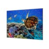 Ochranná deska sklo motiv mořský svět (Lepení na zeď S lepením na zeď, Rozměr 70x70 cm)