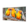 Ochranná deska sklo papoušek aratinga sluneční (Lepení na zeď S lepením na zeď, Rozměr 70x70 cm)