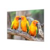 Ochranná deska sklo papoušek aratinga sluneční (Lepení na zeď S lepením na zeď, Rozměr 70x70 cm)