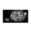 Ochranná deska s motivem hlava tygra (Lepení na zeď S lepením na zeď, Rozměr 70x70 cm)