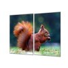 Ochranná deska tvrzené sklo veverka s oříškem (Lepení na zeď S lepením na zeď, Rozměr 70x70 cm)
