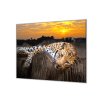 Ochranná deska leopard v západu slunce (Lepení na zeď S lepením na zeď, Rozměr 70x70 cm)