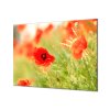 Ochranná deska květy vlčí máky na louce (Lepení na zeď S lepením na zeď, Rozměr 70x70 cm)