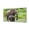 Ochranná deska slonice a slůně v přírodě (Lepení na zeď S lepením na zeď, Rozměr 70x70 cm)