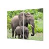 Ochranná deska slonice a slůně v přírodě (Lepení na zeď S lepením na zeď, Rozměr 70x70 cm)