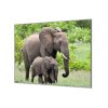 Ochranná deska slonice a slůně v přírodě (Lepení na zeď S lepením na zeď, Rozměr 70x70 cm)