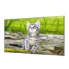 Ochranná deska šedé kotě v přírodě (Lepení na zeď S lepením na zeď, Rozměr 70x70 cm)