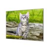 Ochranná deska šedé kotě v přírodě (Lepení na zeď S lepením na zeď, Rozměr 70x70 cm)