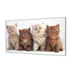 Ochranná deska s fotkou koťata britské kočky (Lepení na zeď S lepením na zeď, Rozměr 70x70 cm)