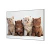 Ochranná deska s fotkou koťata britské kočky (Lepení na zeď S lepením na zeď, Rozměr 70x70 cm)