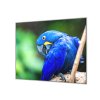 Ochranná deska papoušek Ara Hyacintová (Lepení na zeď S lepením na zeď, Rozměr 70x70 cm)