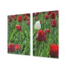 Ochranná deska červený a bílý tulipán (Lepení na zeď S lepením na zeď, Rozměr 70x70 cm)